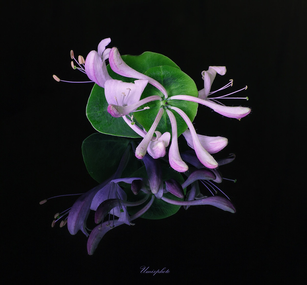 Arhitektura narave IV. by umix