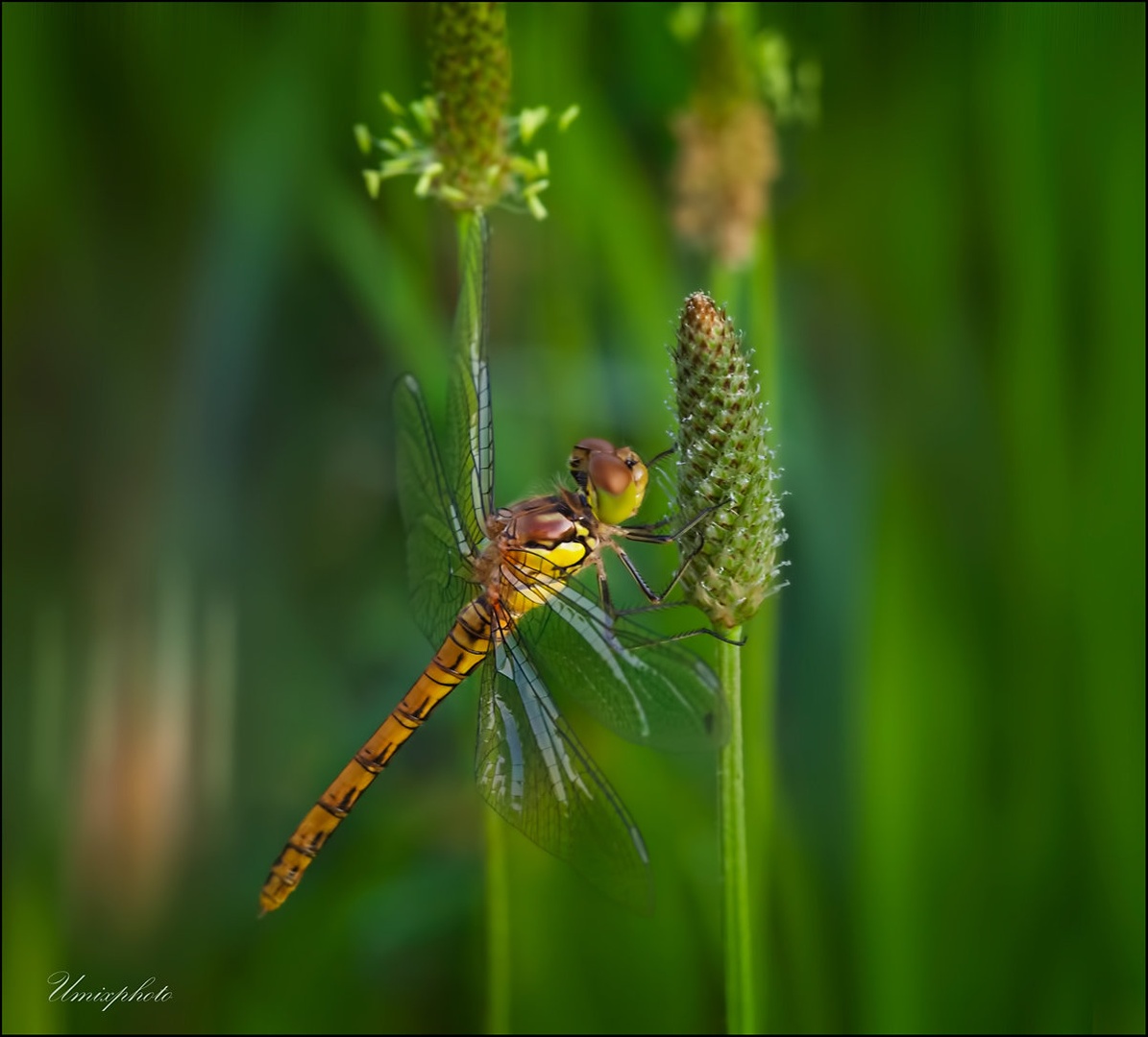 Rumeni lepotec by umix