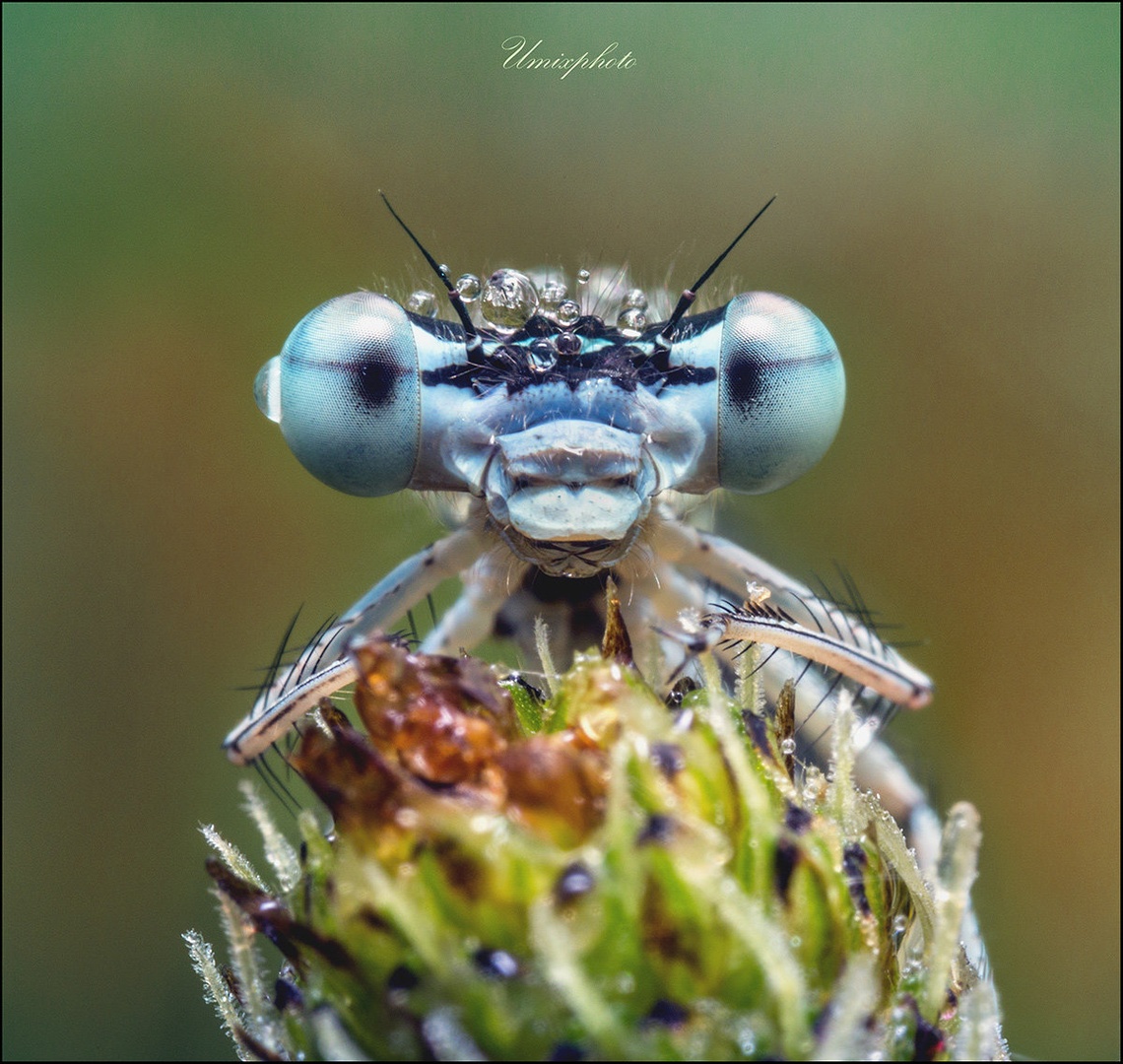 Morning Look by umix