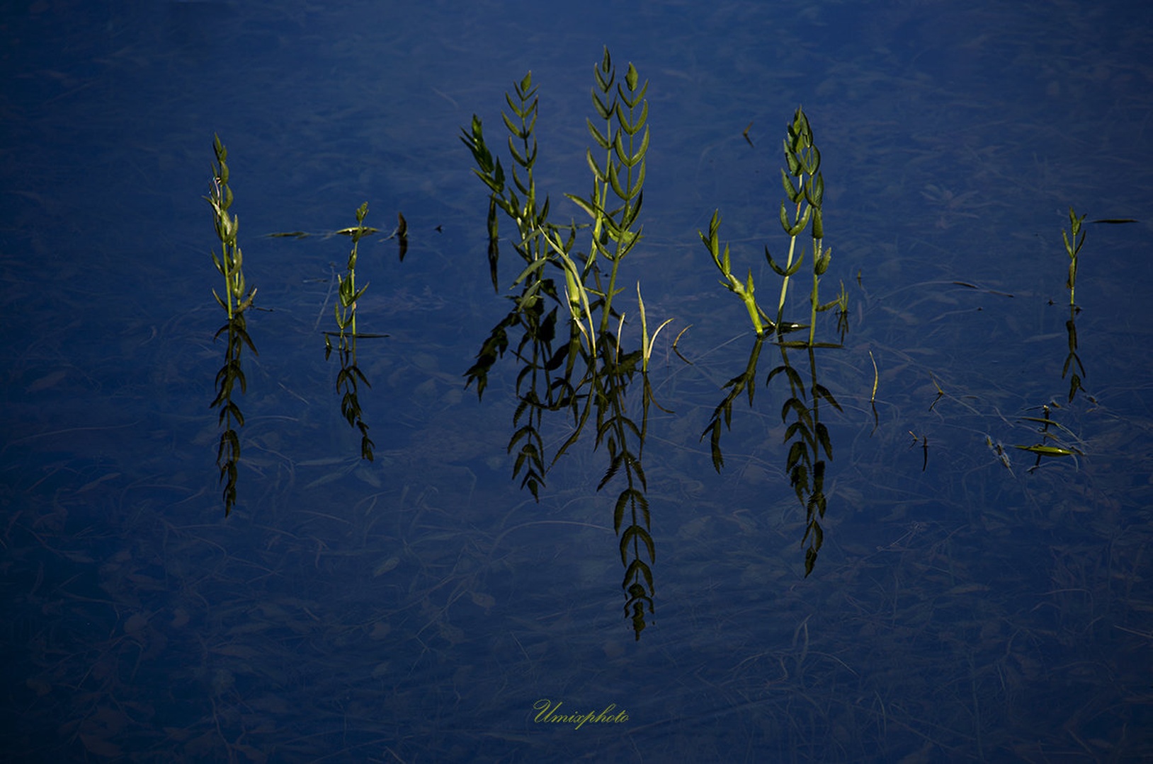 Reflections by umix