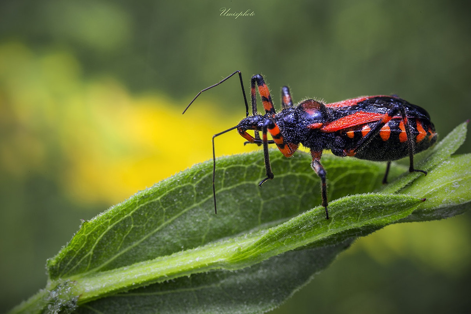 V pripravljenosti by umix