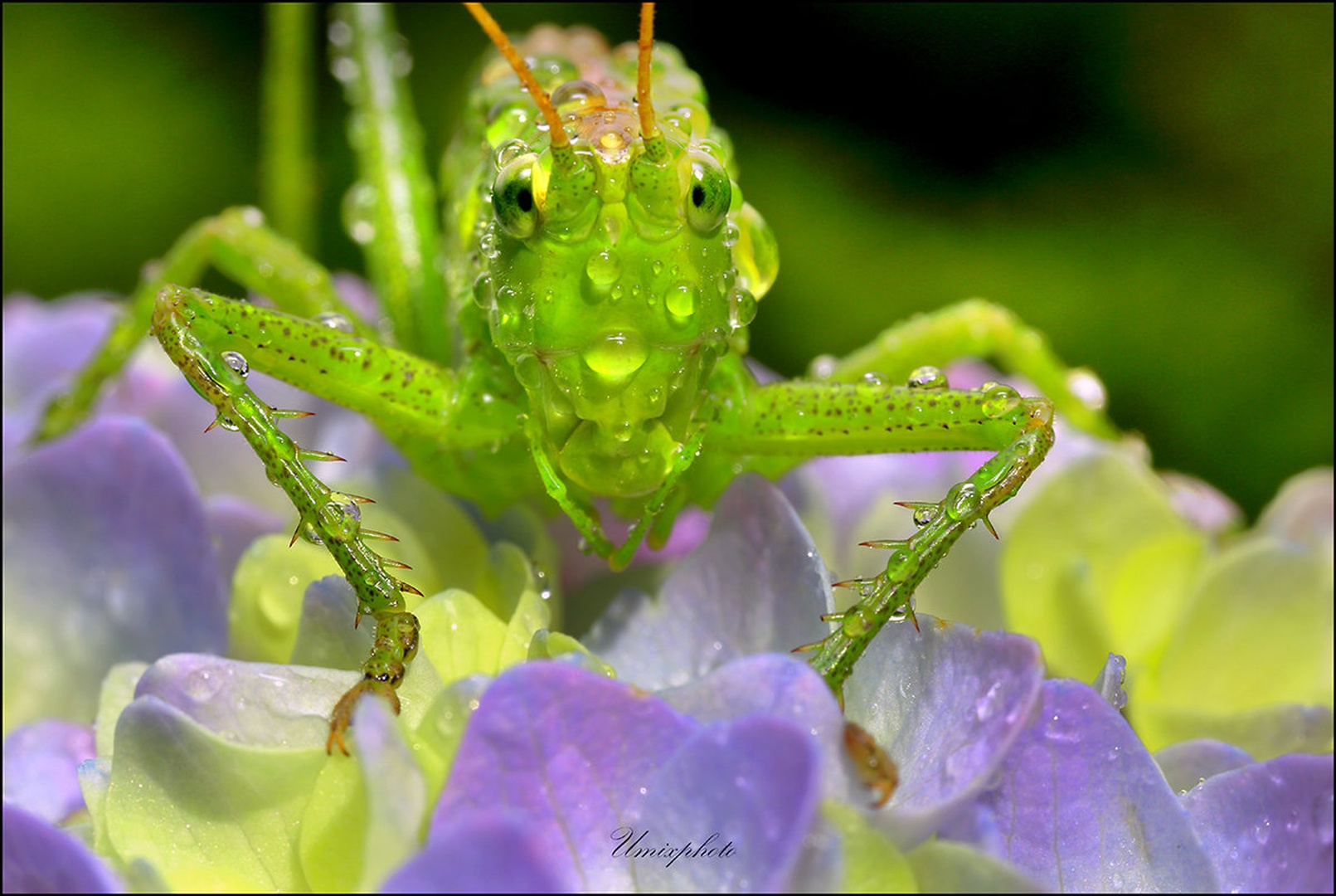 Green Monster by umix