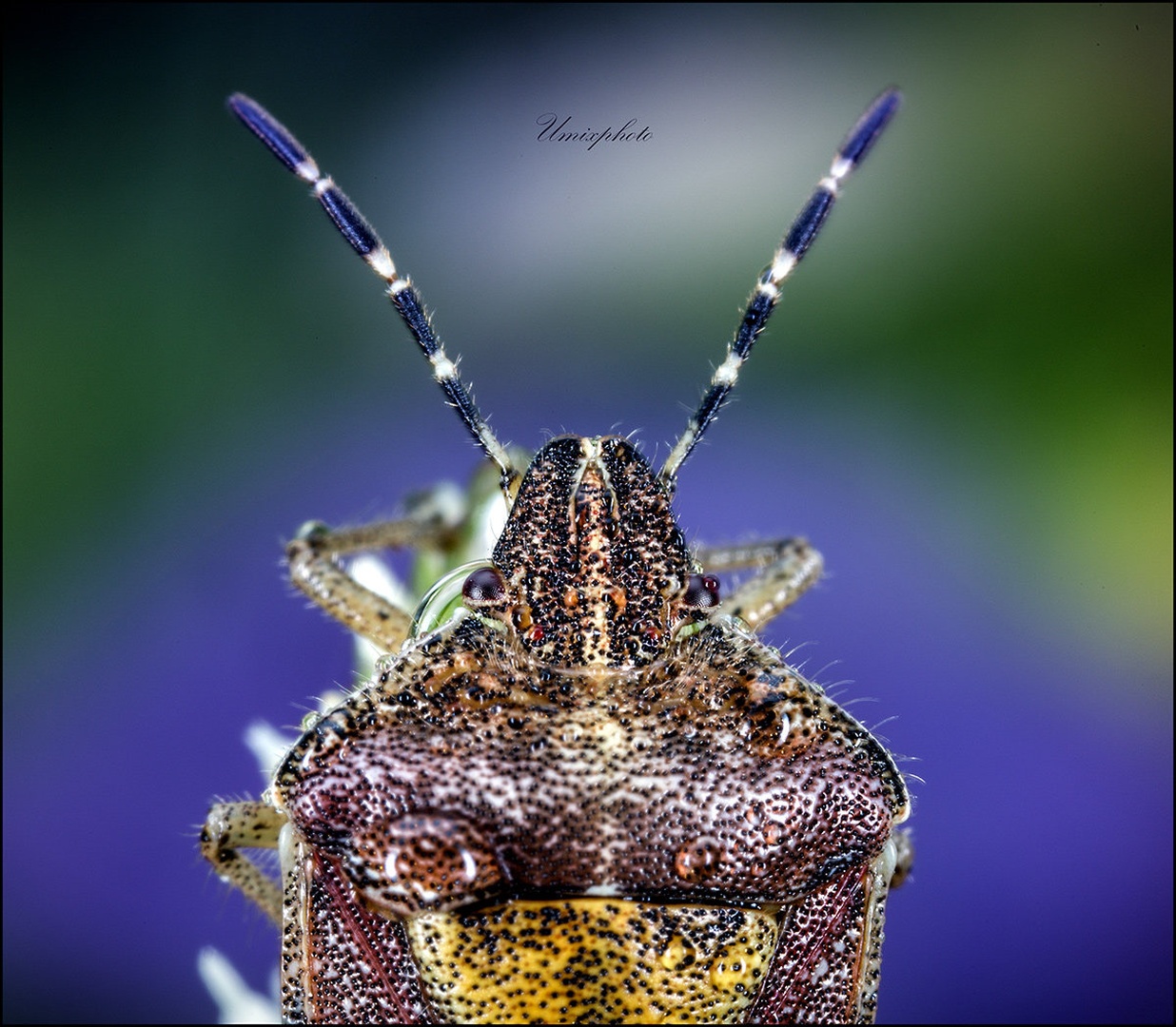 Stenica II. by umix