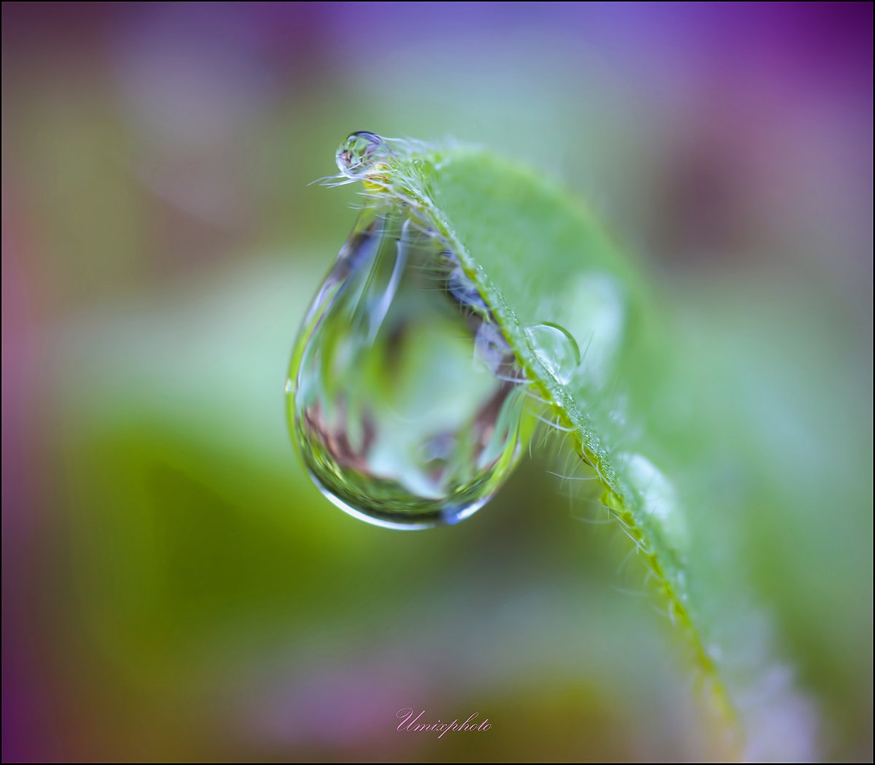 Morning Drops IV by umix