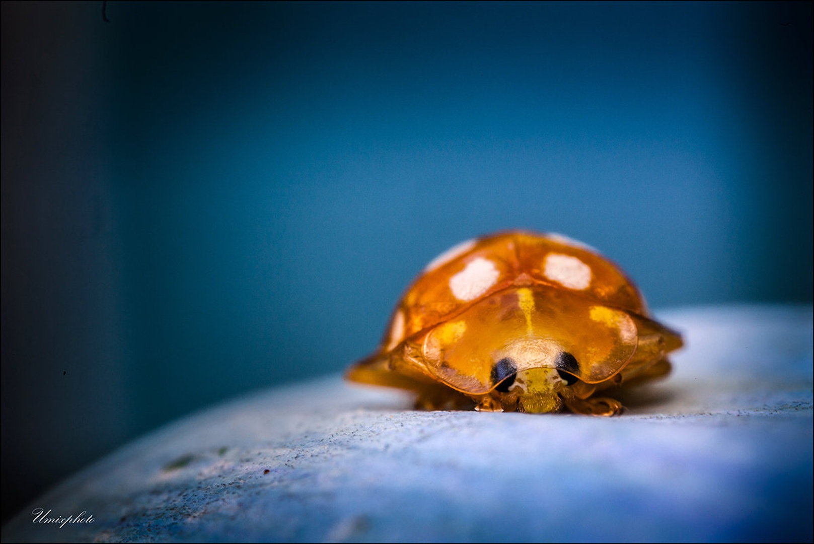 Pika poka II. by umix