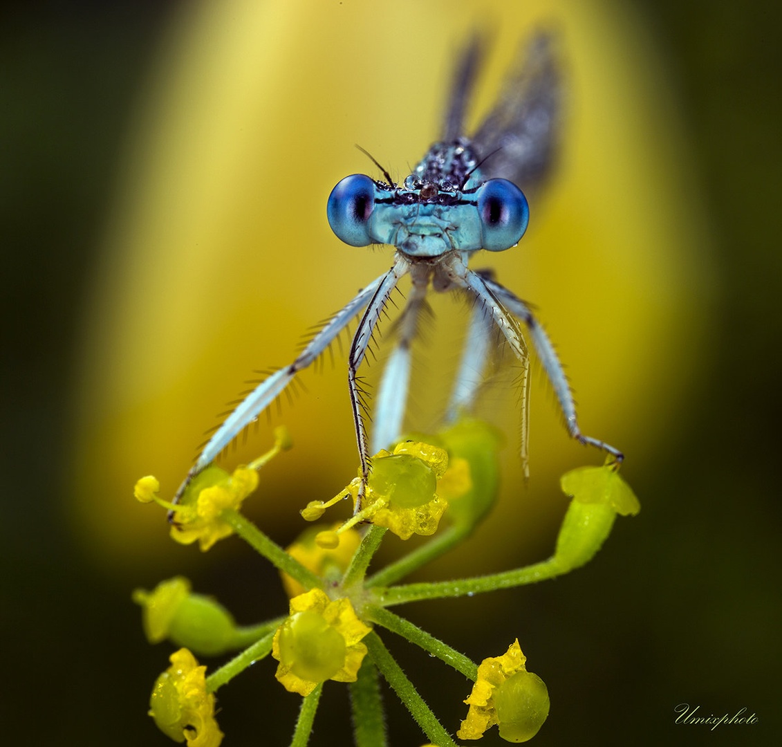 Mali zapeljivec by umix