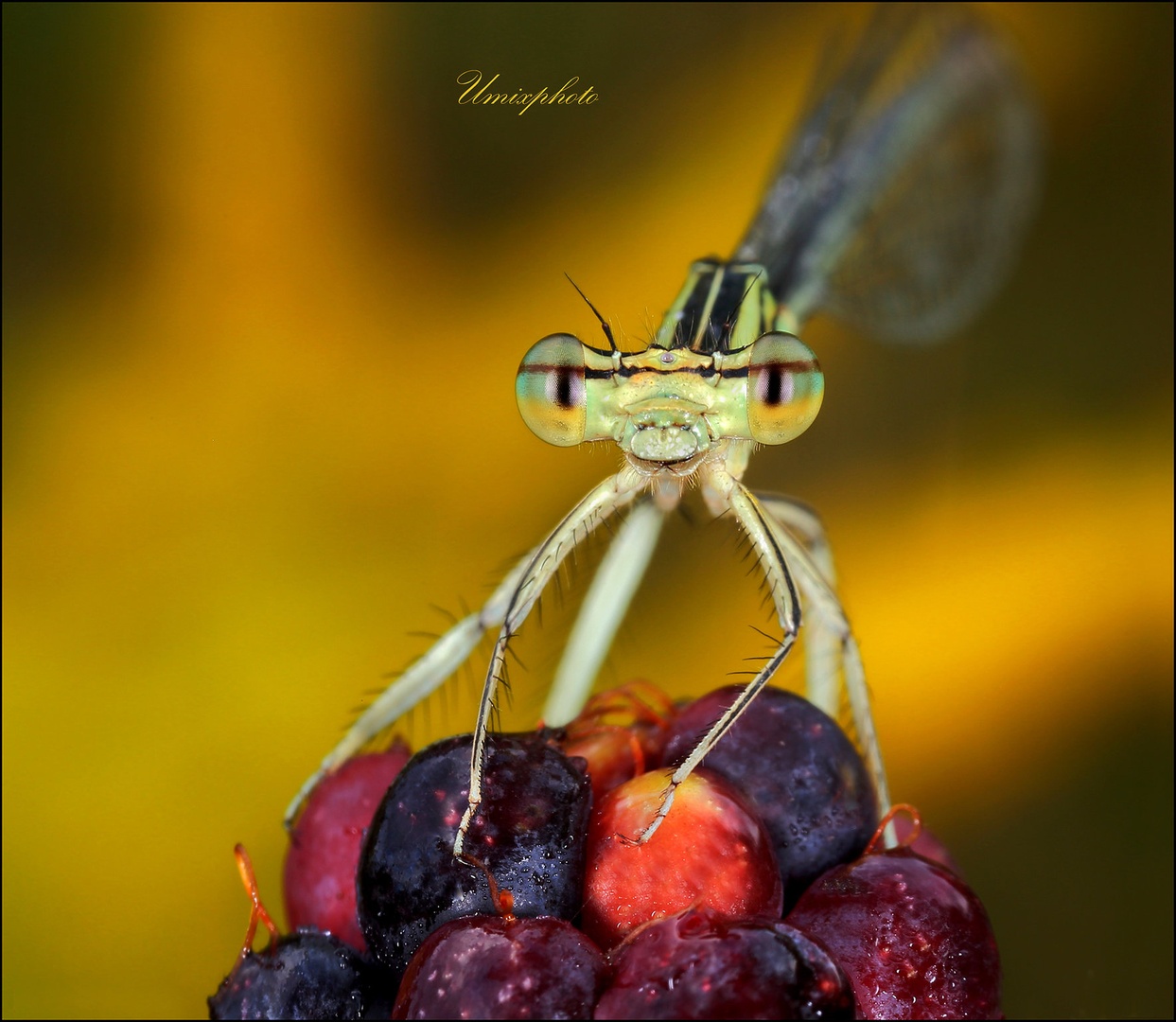 Obiralka robid IV. by umix