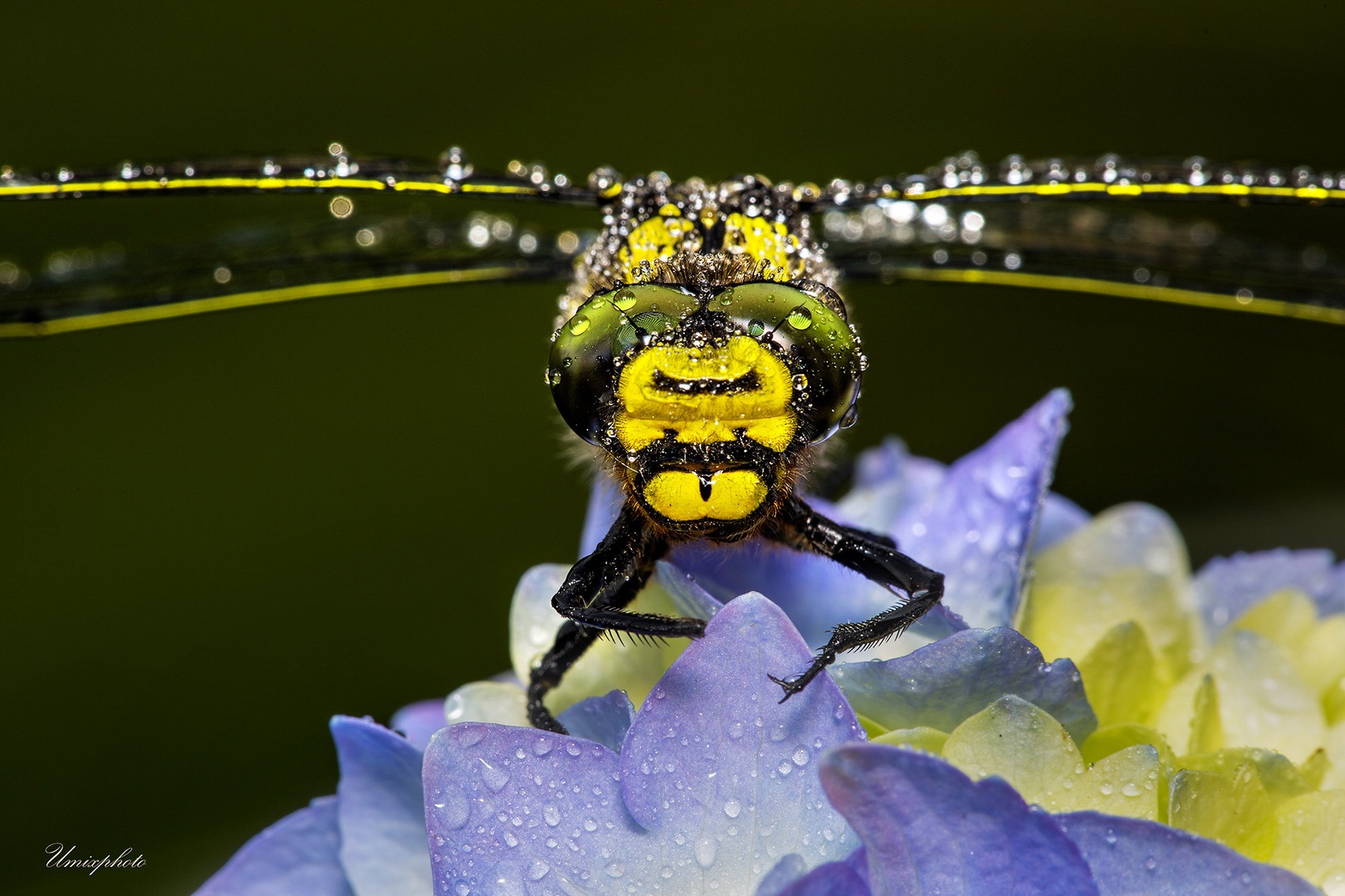Morning Drops by umix