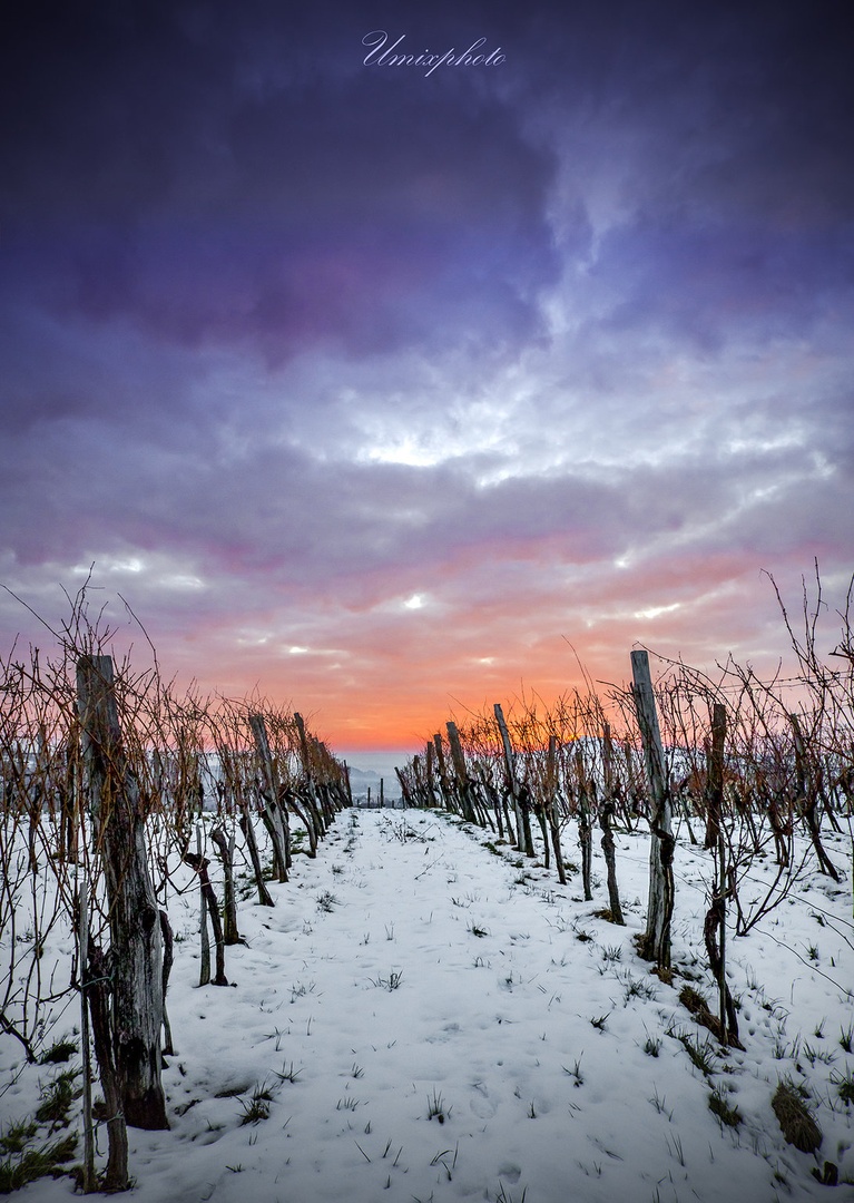 Jutro v vinogradu by umix