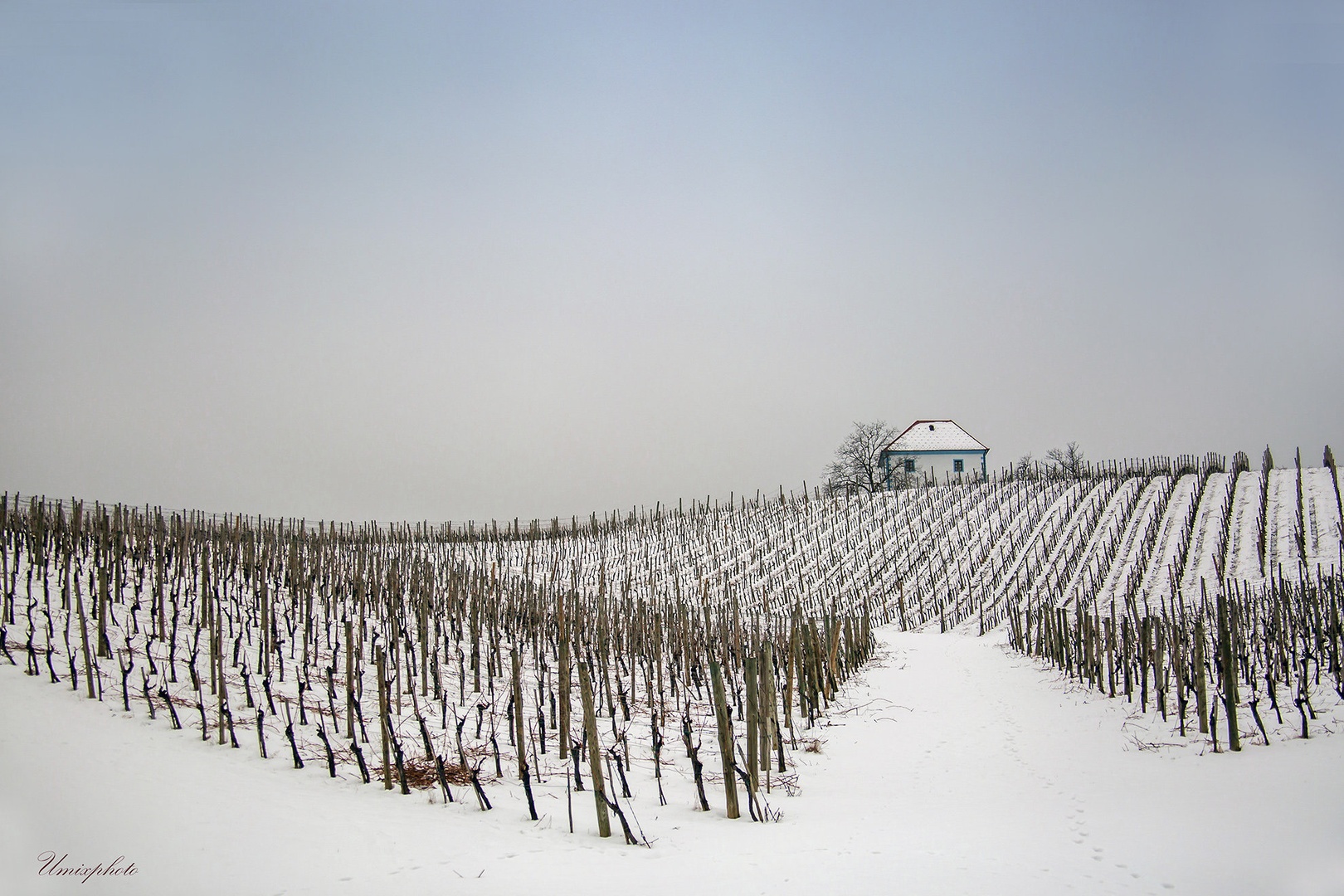 Zima v vinogradu I. by umix