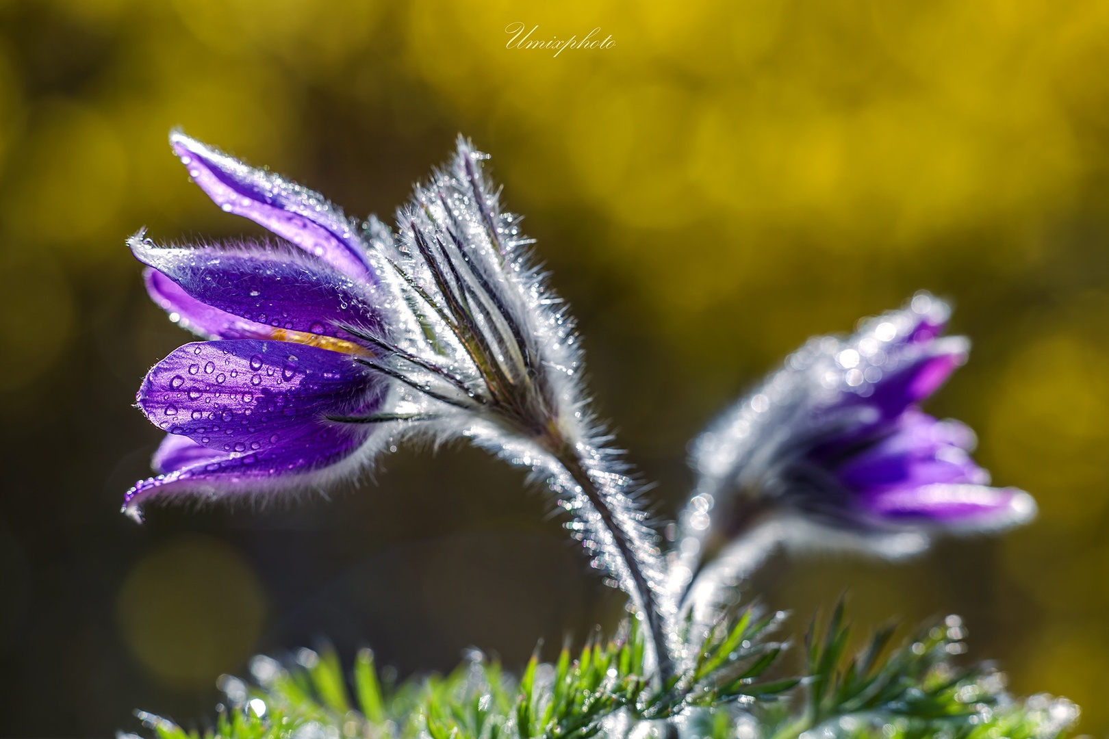 Novo jutro by umix