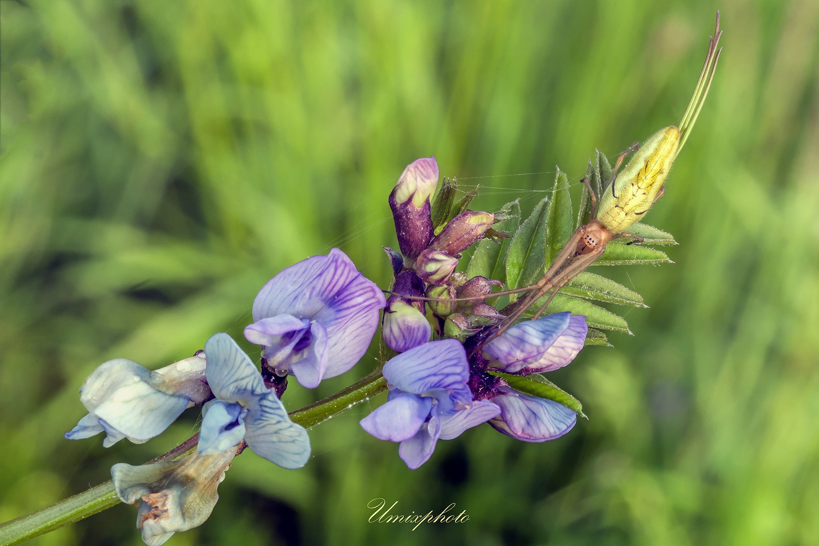 V zasedi by umix
