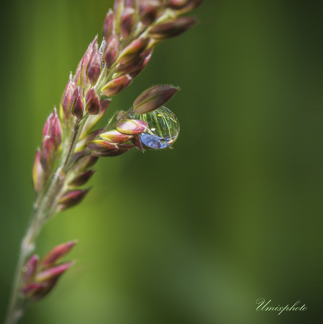 Morning Drop by umix