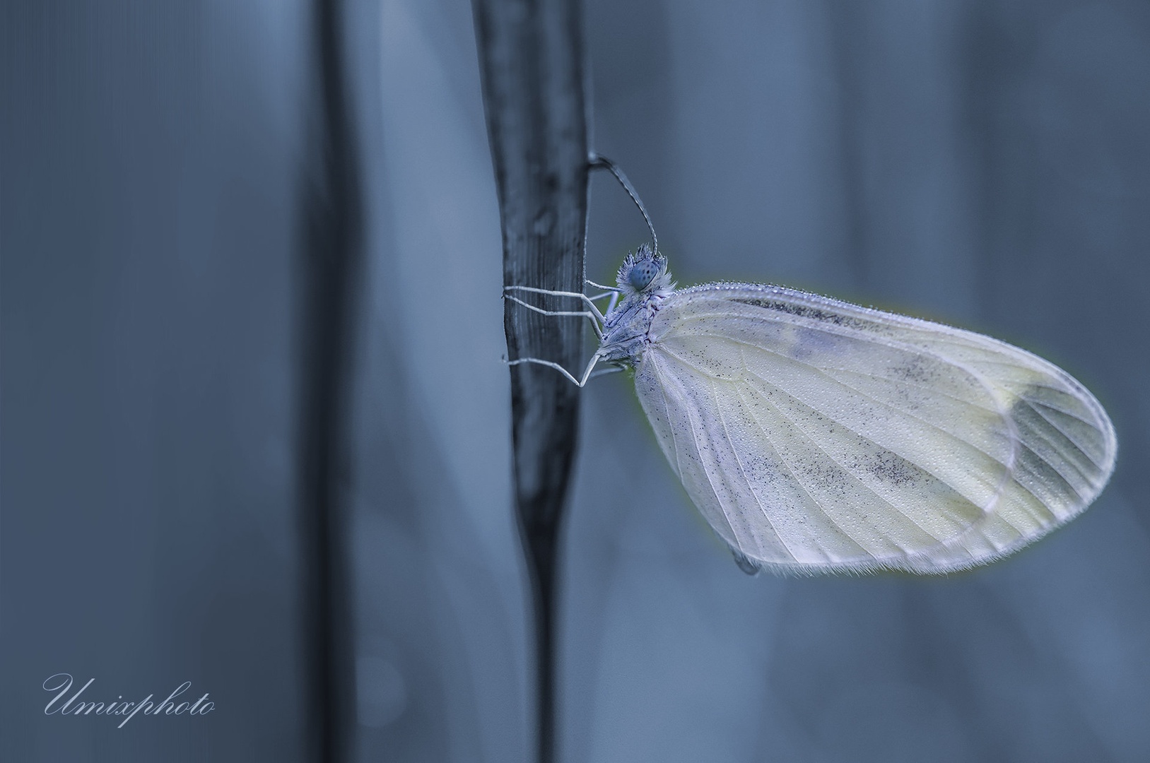 In Blue by umix