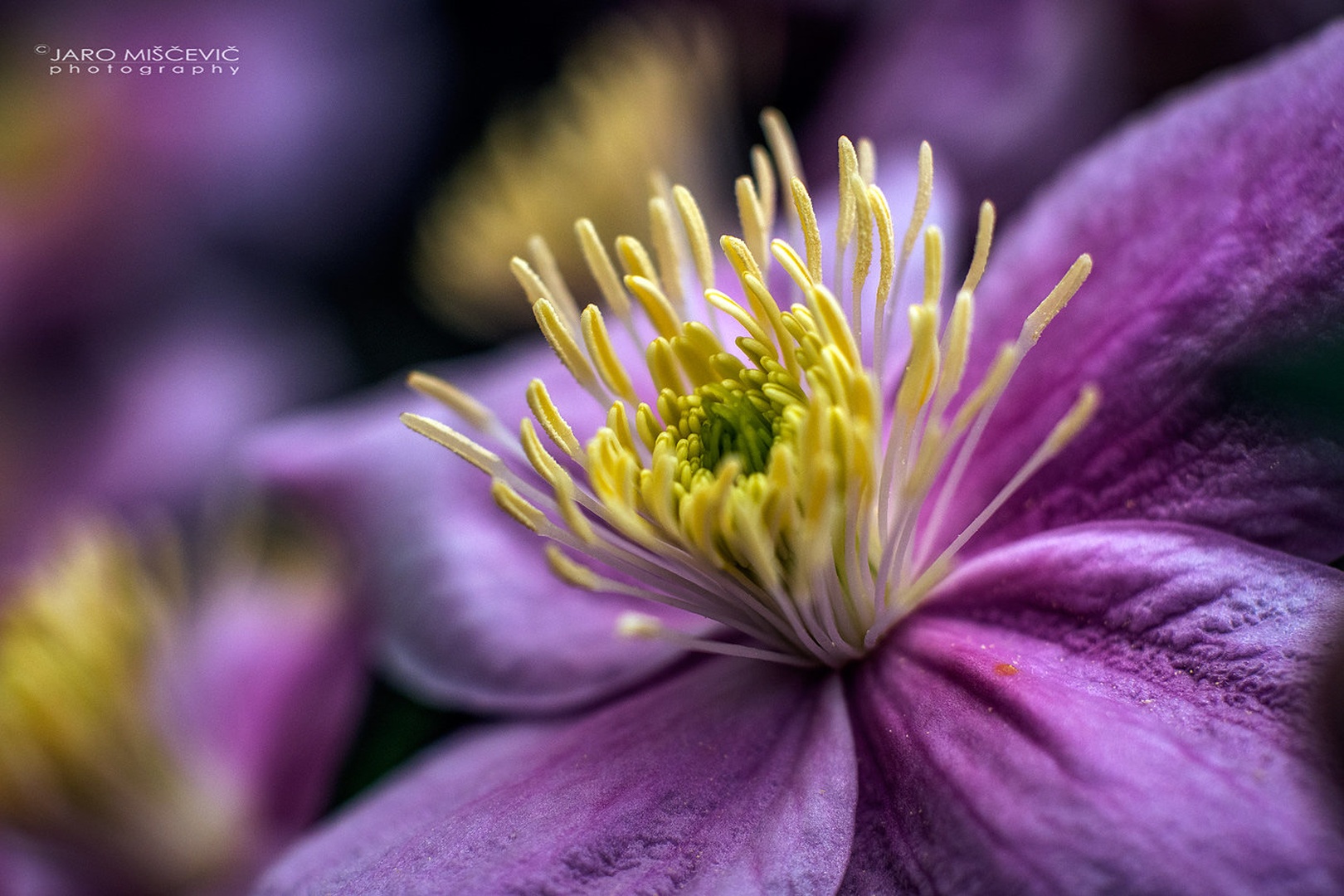 Klematis by umix