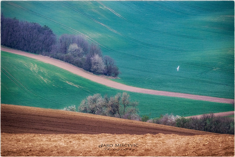 Moravske linije by umix