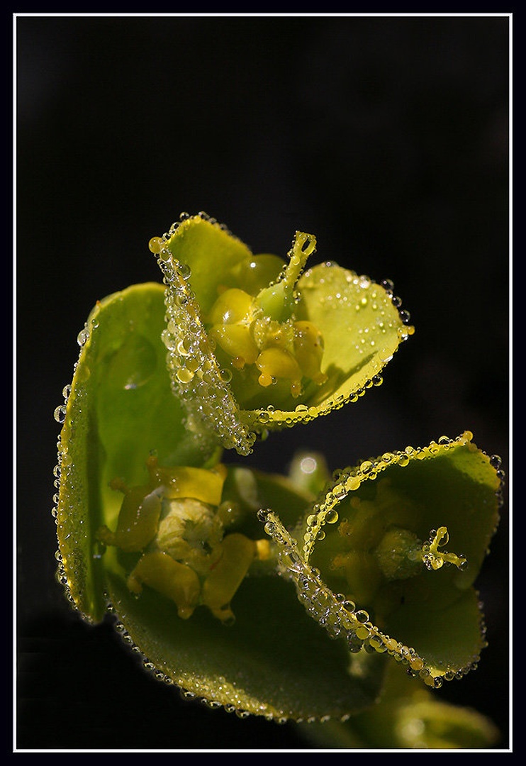 Jutranja rosa by umix