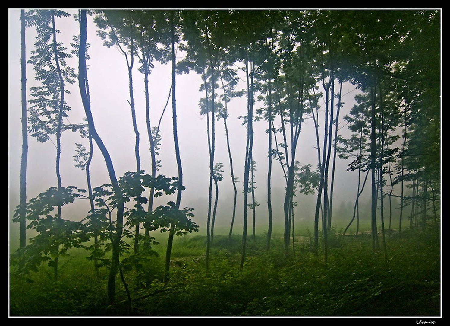 Jutro v bohinjskem gozdu by umix
