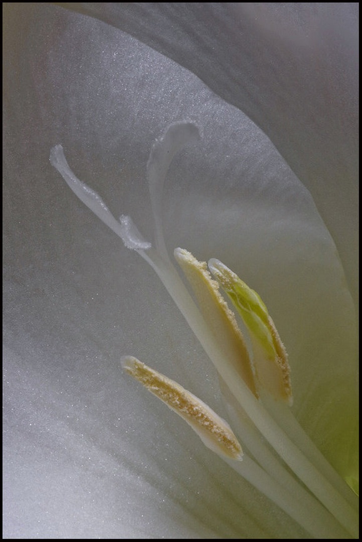 Whitw Green by umix