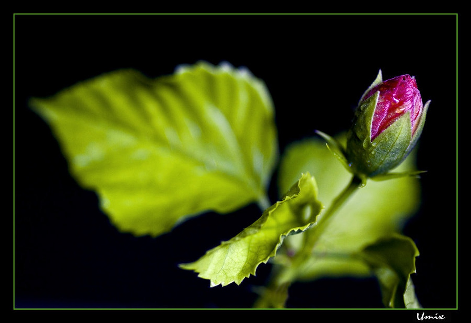Hibiskus by umix