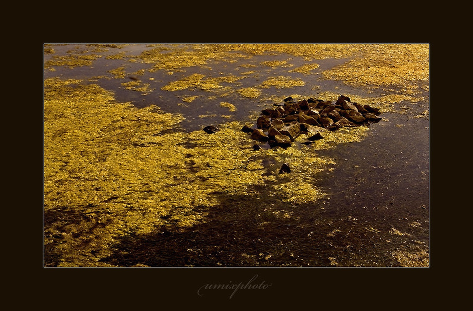 Med halofiti by umix