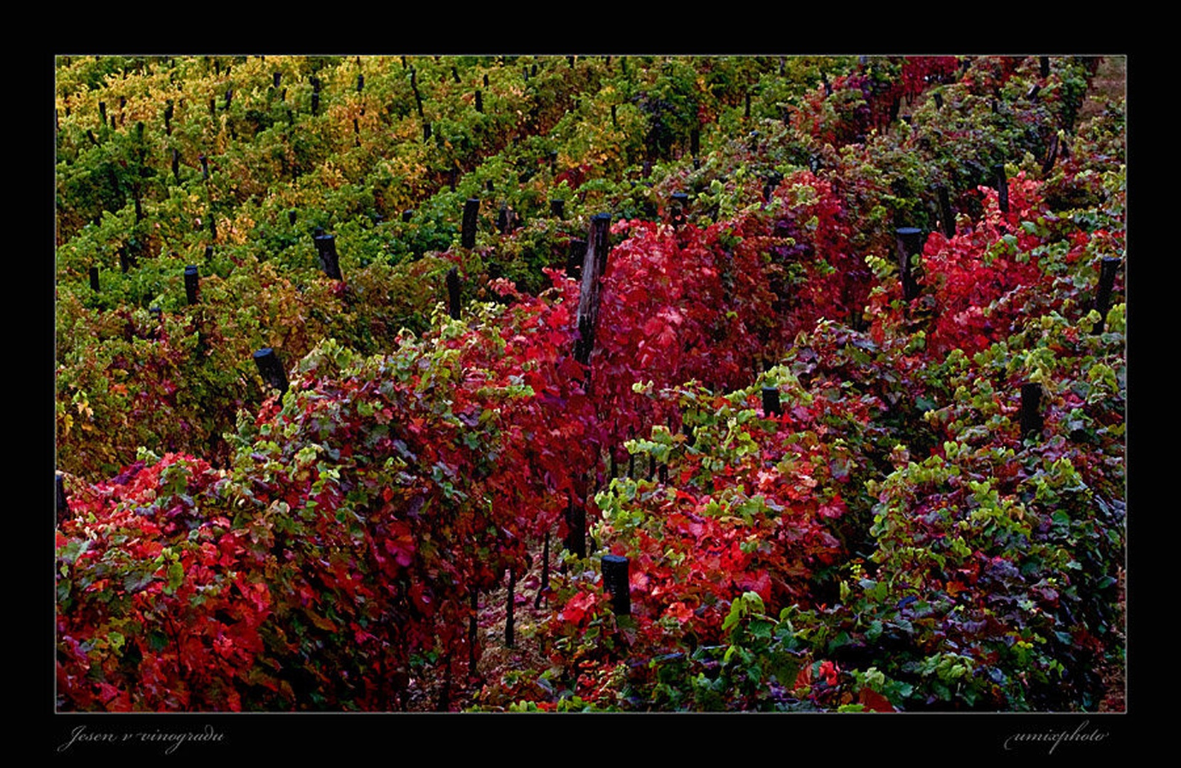 Jesen v vinogradu by umix