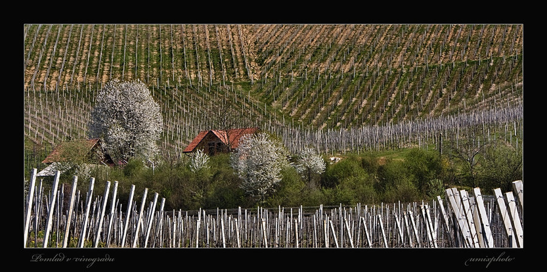 Pomlad v vinogradu by umix