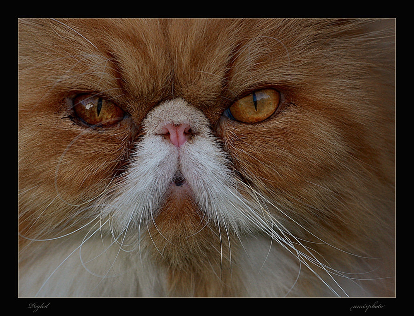 Pogled by umix