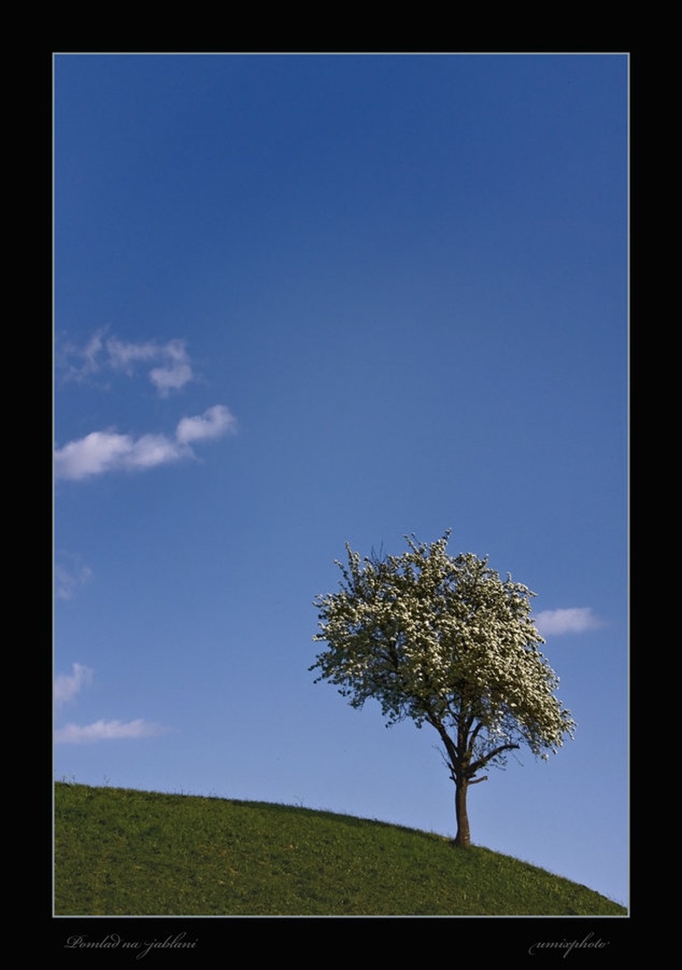 Pomlad na jablani by umix