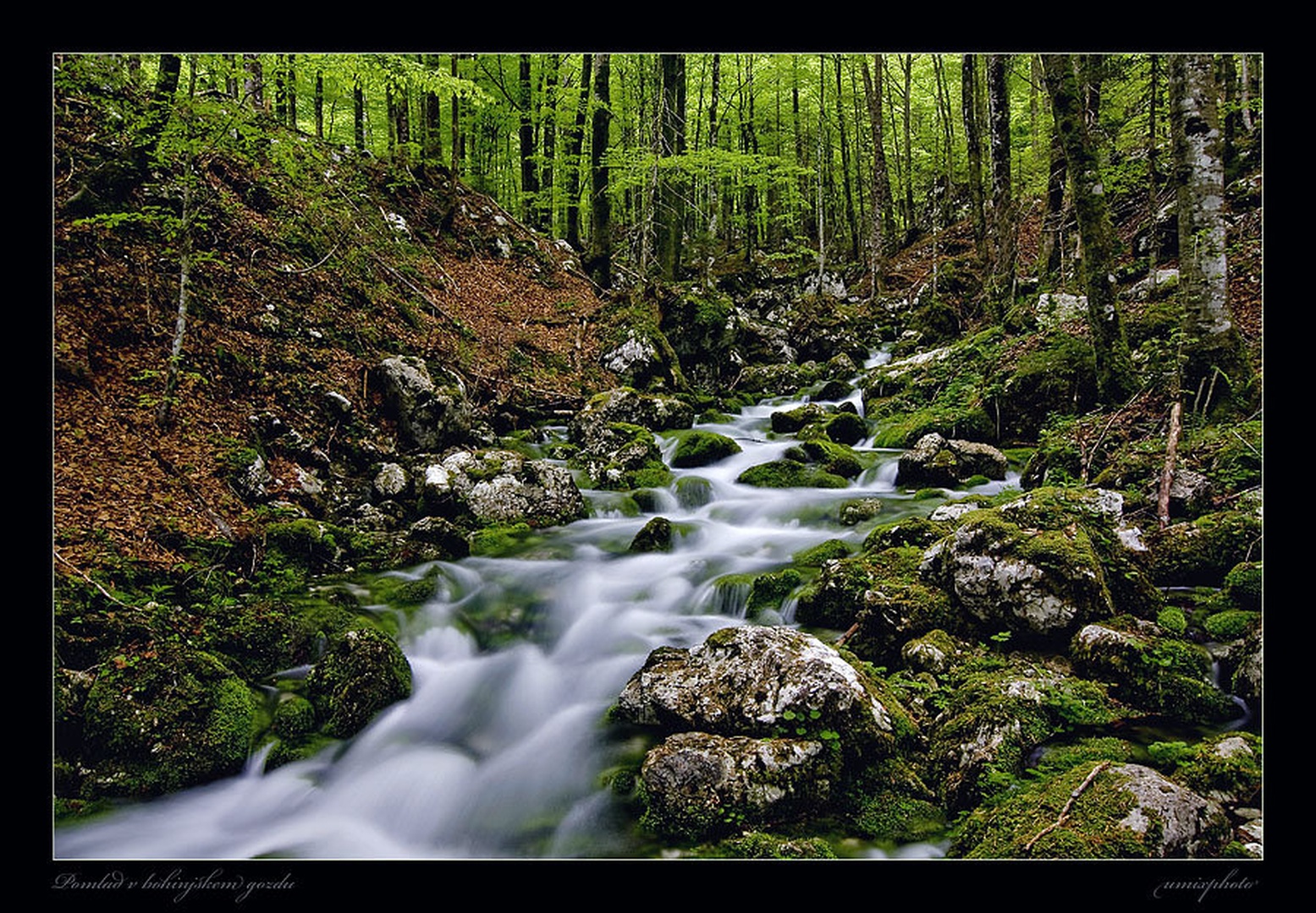 Pomlad v bohinjskem gozdu by umix
