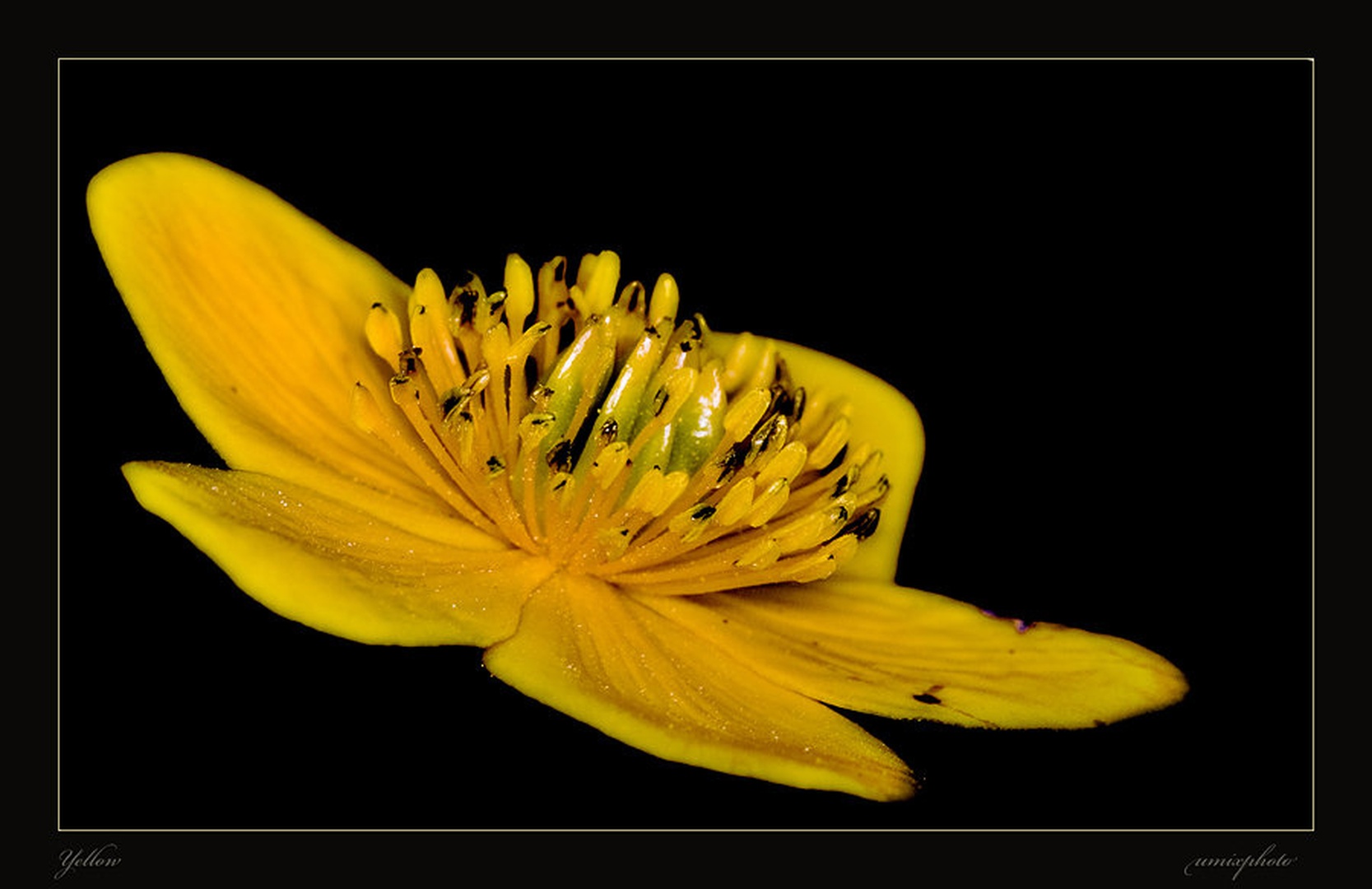 Yellow by umix