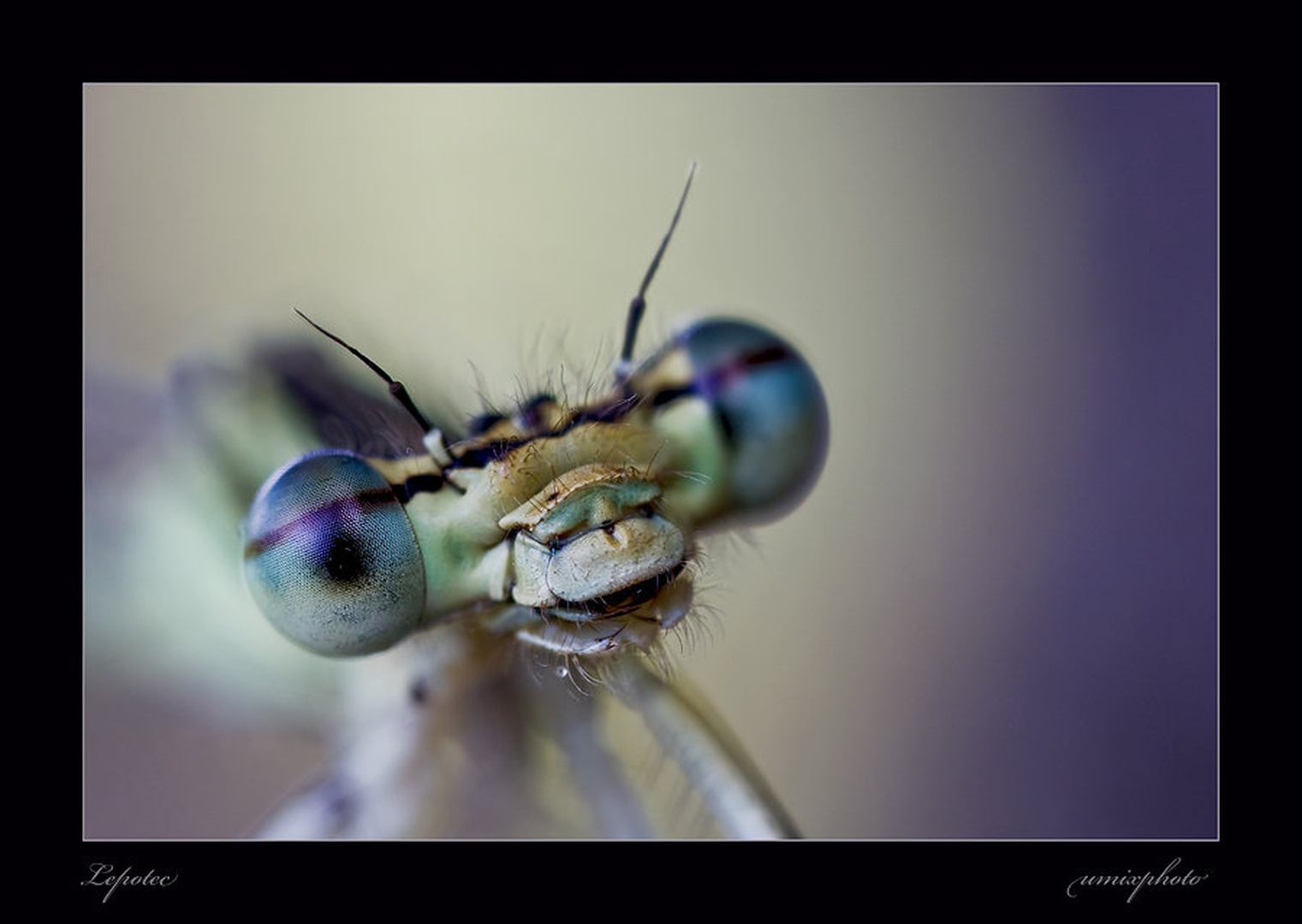 Lepotec by umix