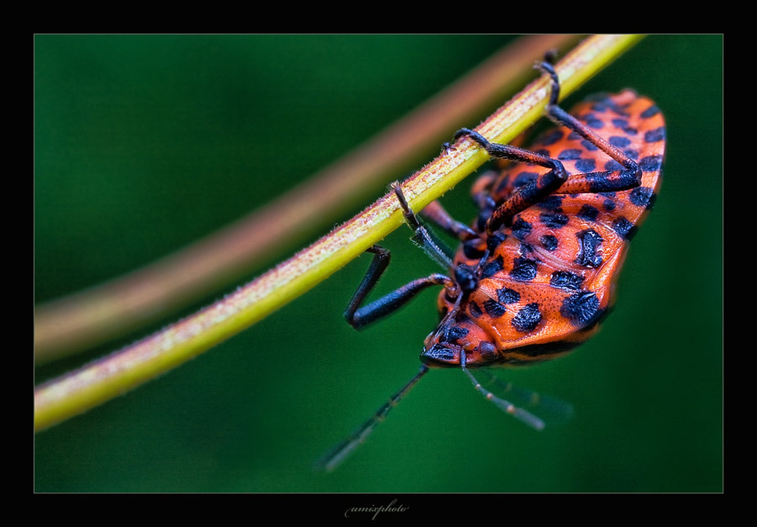 Pregled podvozja by umix