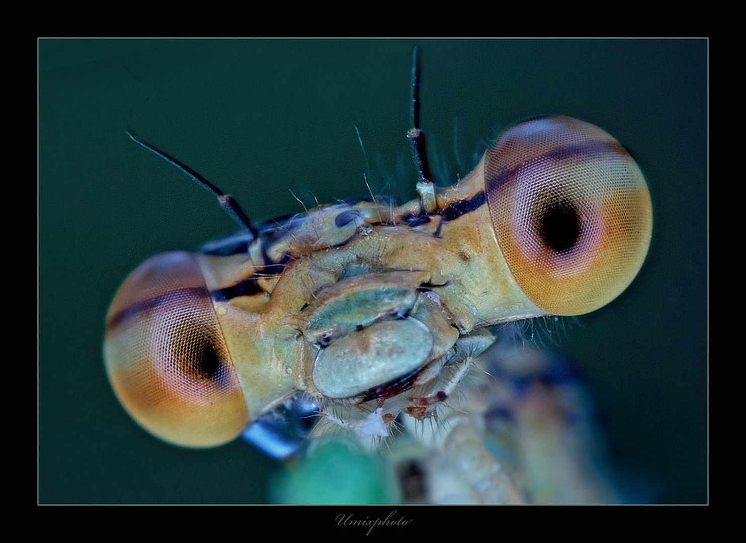 Gledam te III by umix