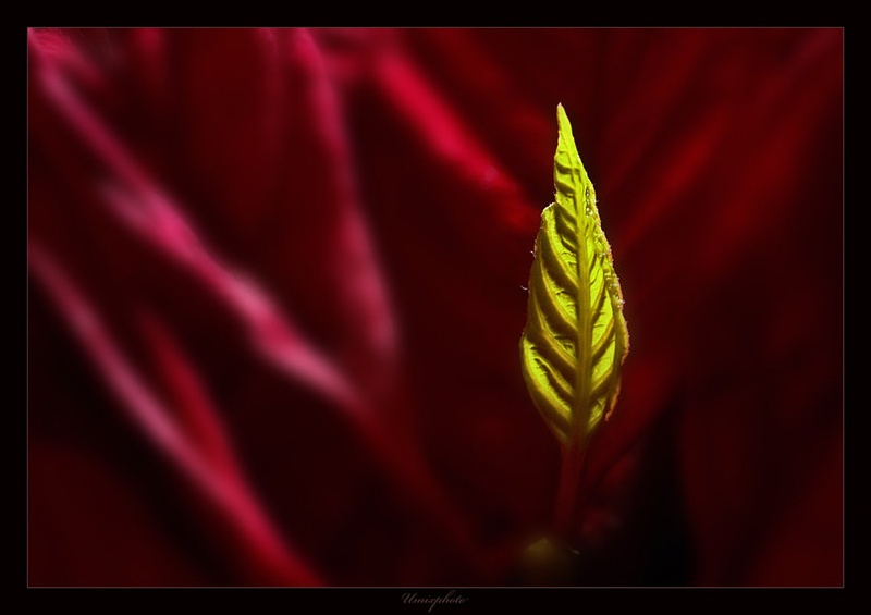 Novo rojstvo III by umix
