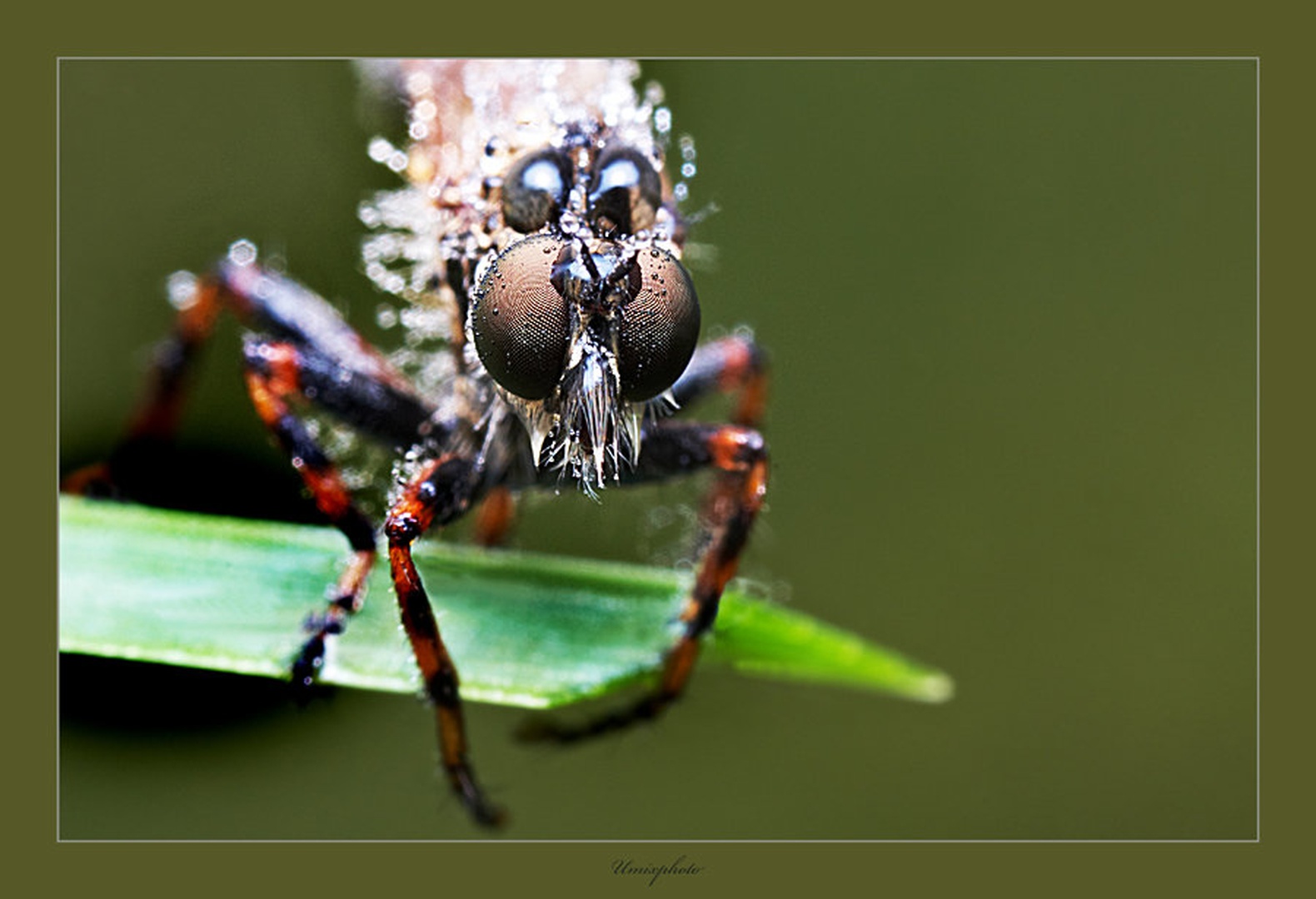 Drobcena opazovalka by umix