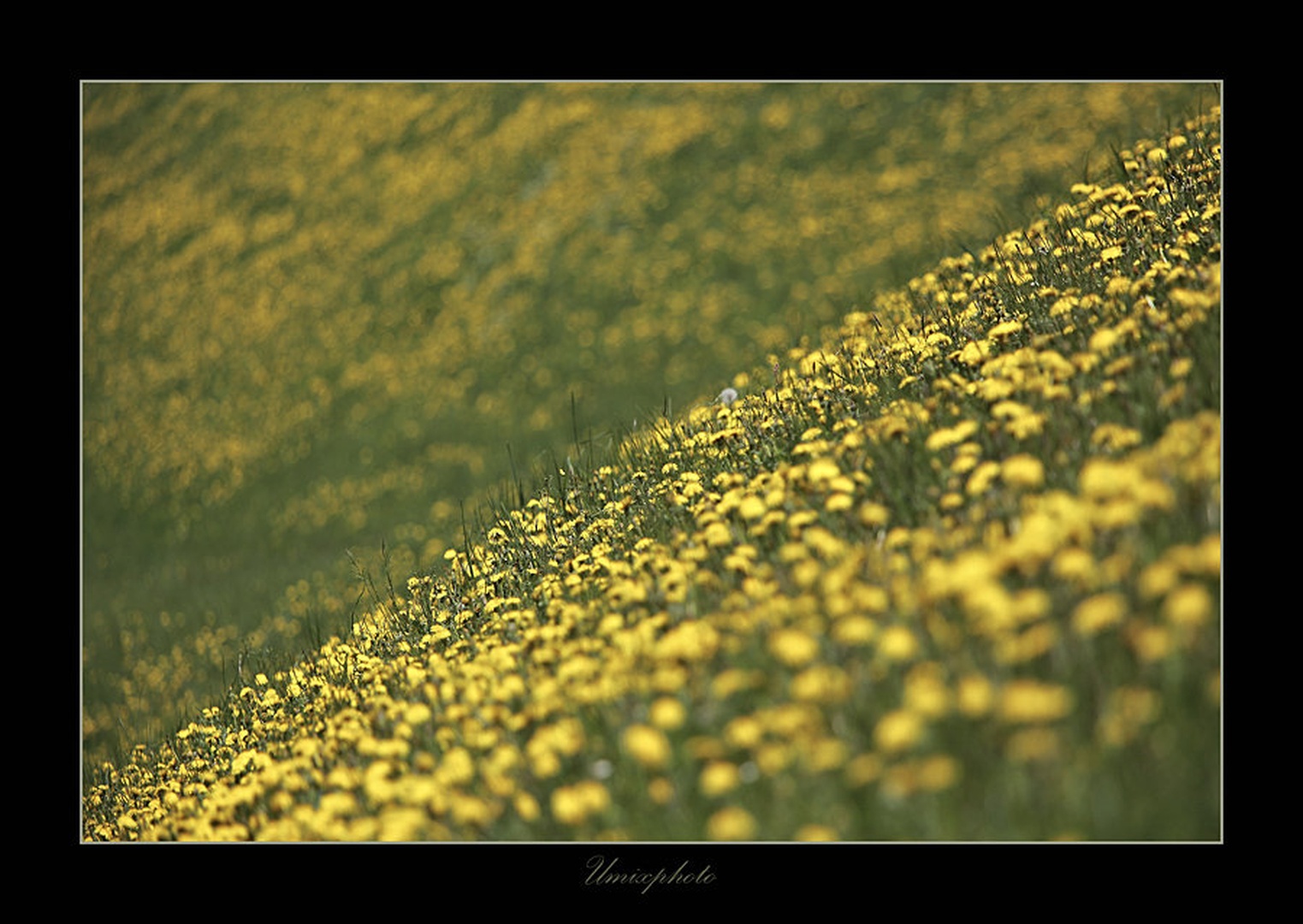 Rumena diagonala by umix