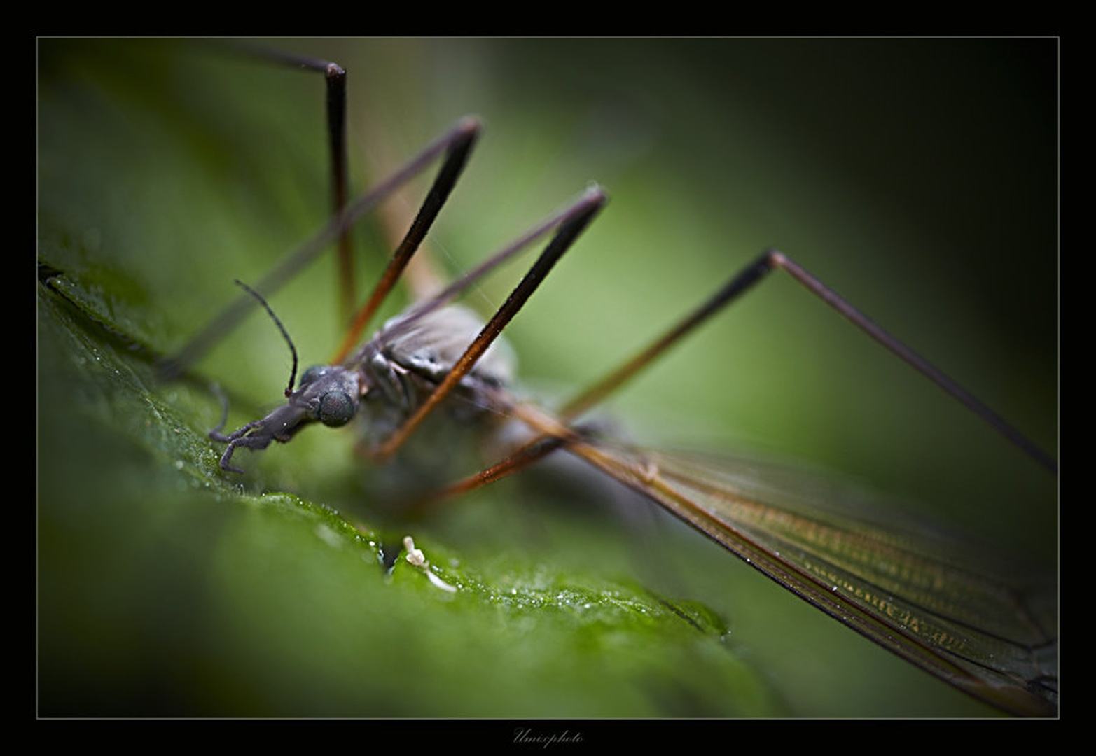 Pogled by umix