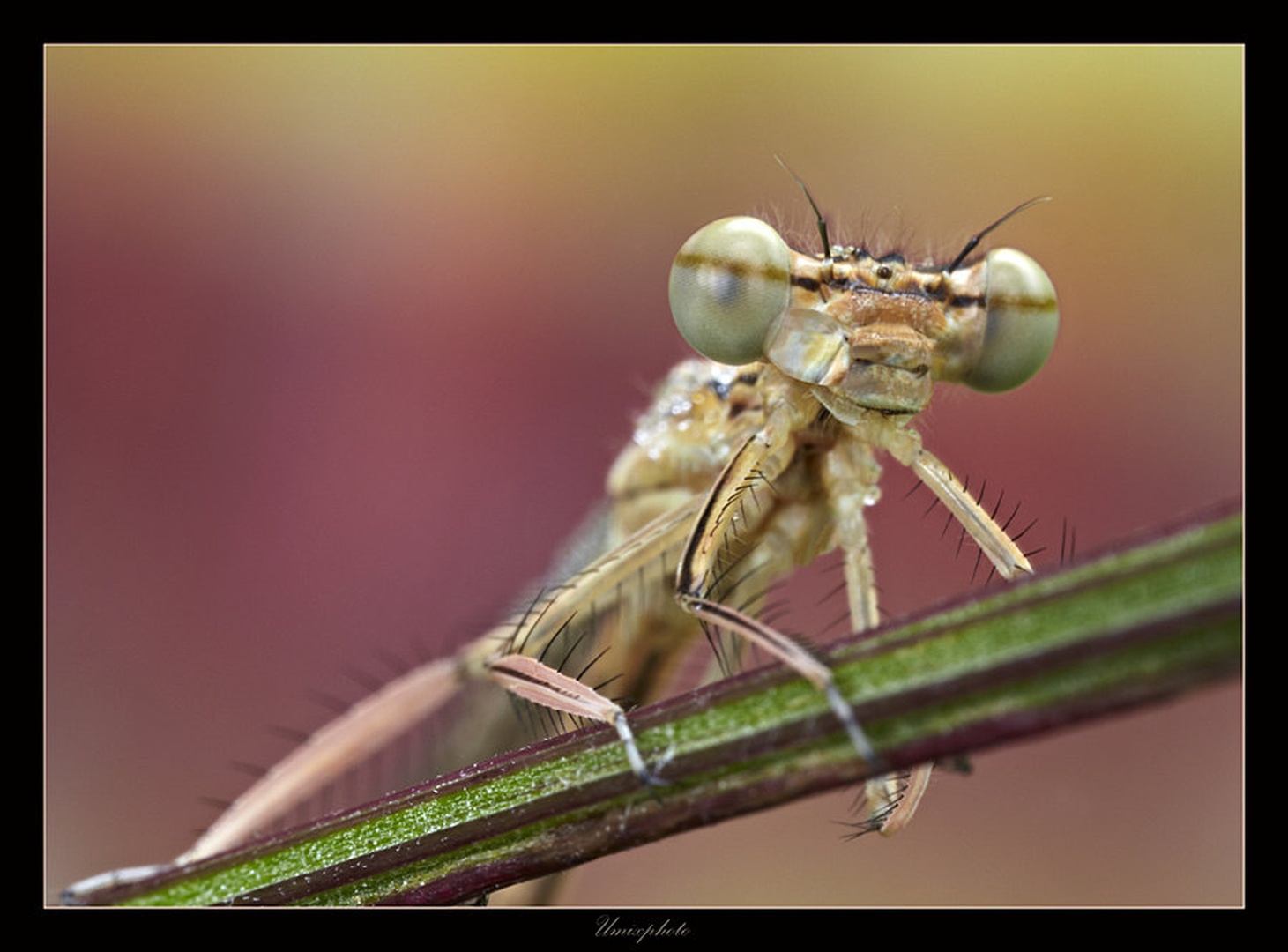 Pogled manekena by umix