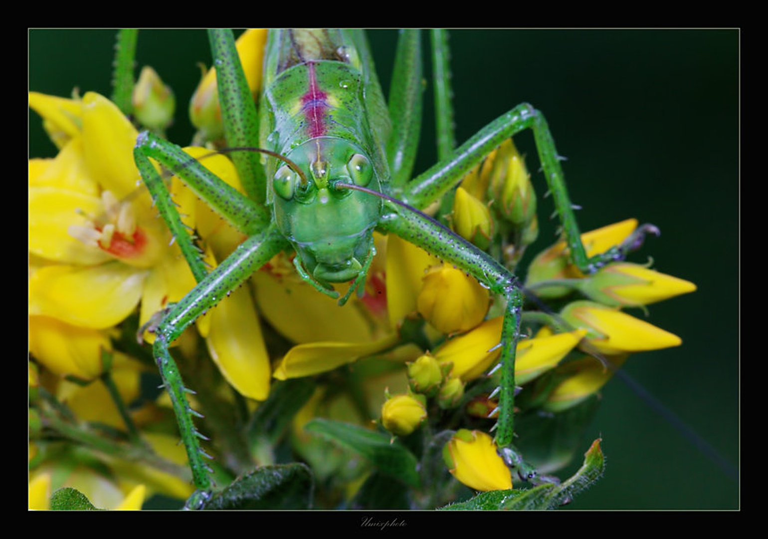 Green Monster by umix