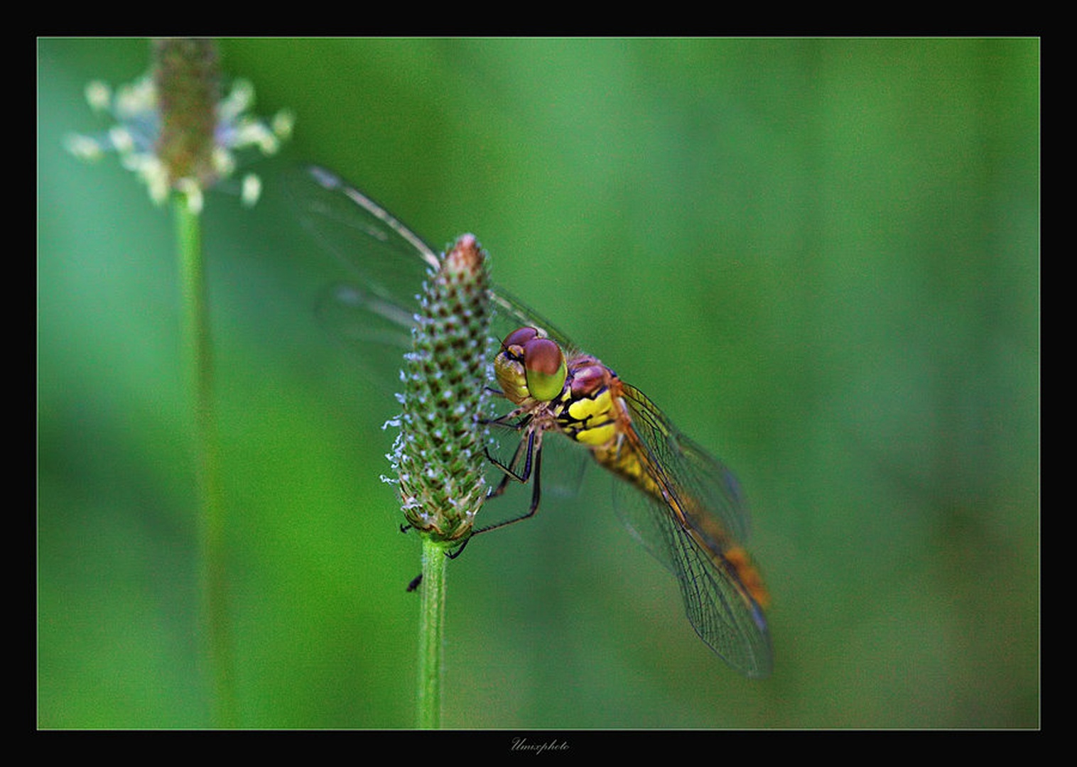 Lepotec z obale by umix
