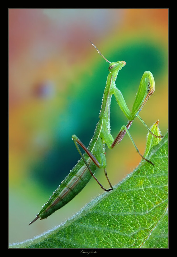 Mladostna lepotica by umix