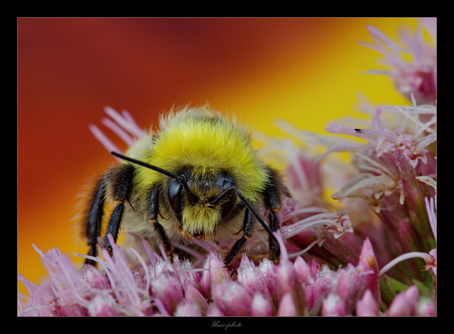 Mr. Yellow by umix