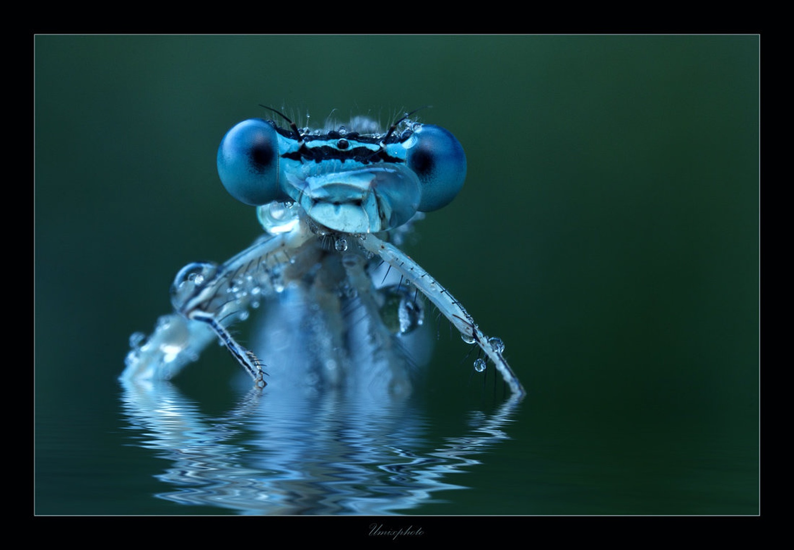 Blue Eyes by umix