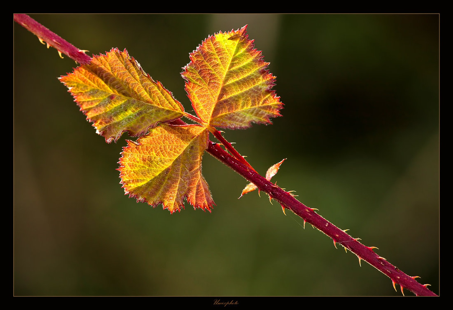 Jesen by umix