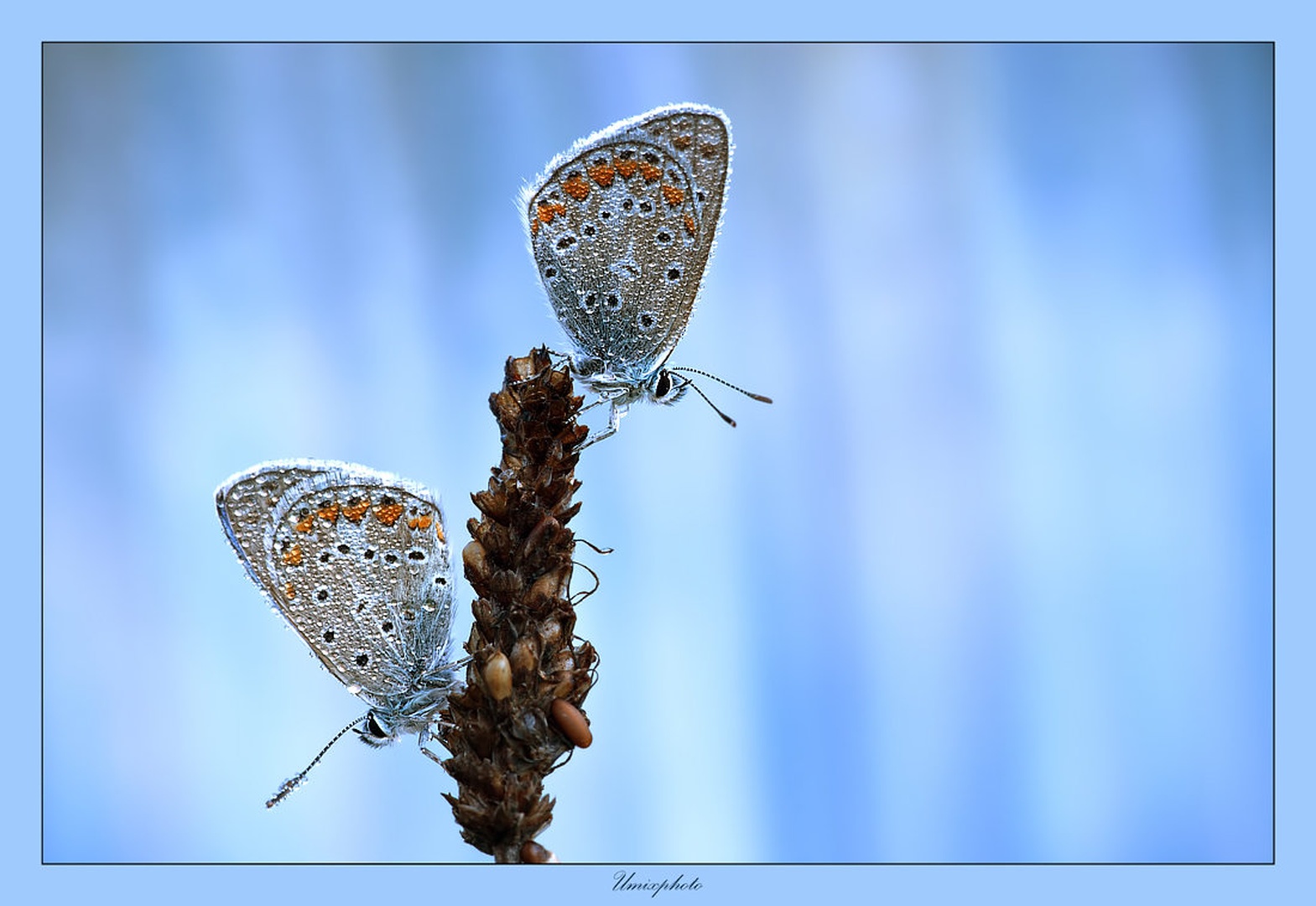 Duet In Blue by umix