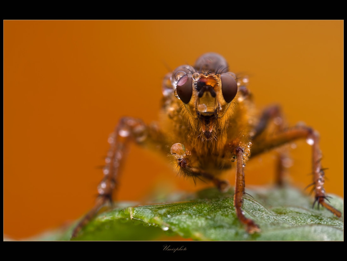 Orange Monster by umix