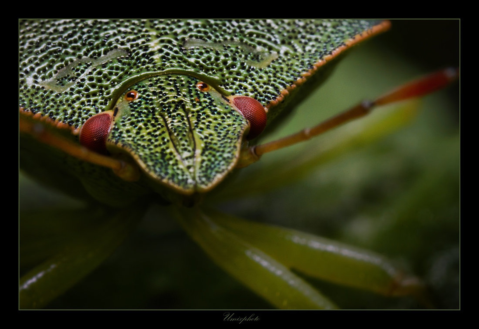 Look Of Green Monster by umix