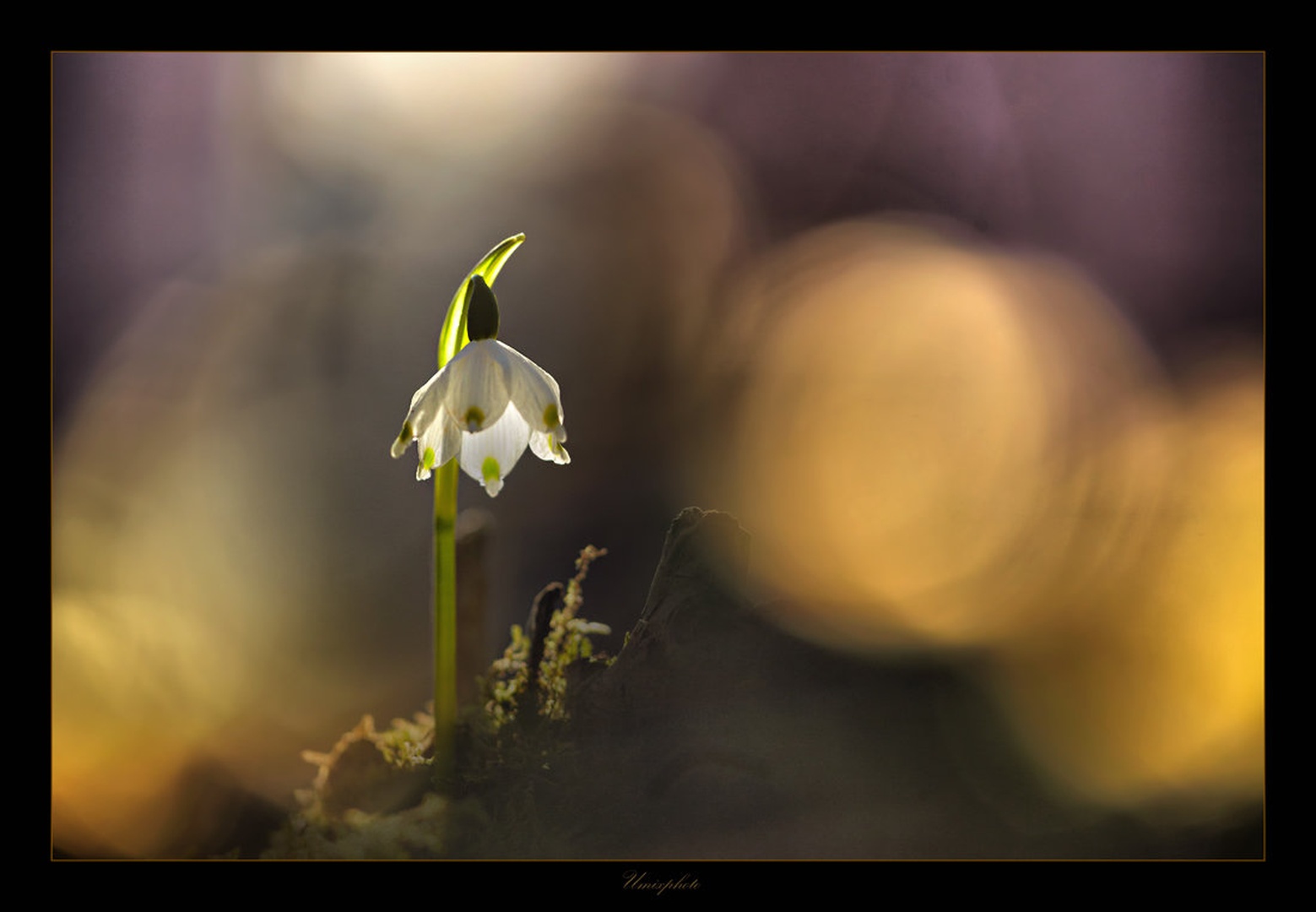 Znanilec pomladi by umix