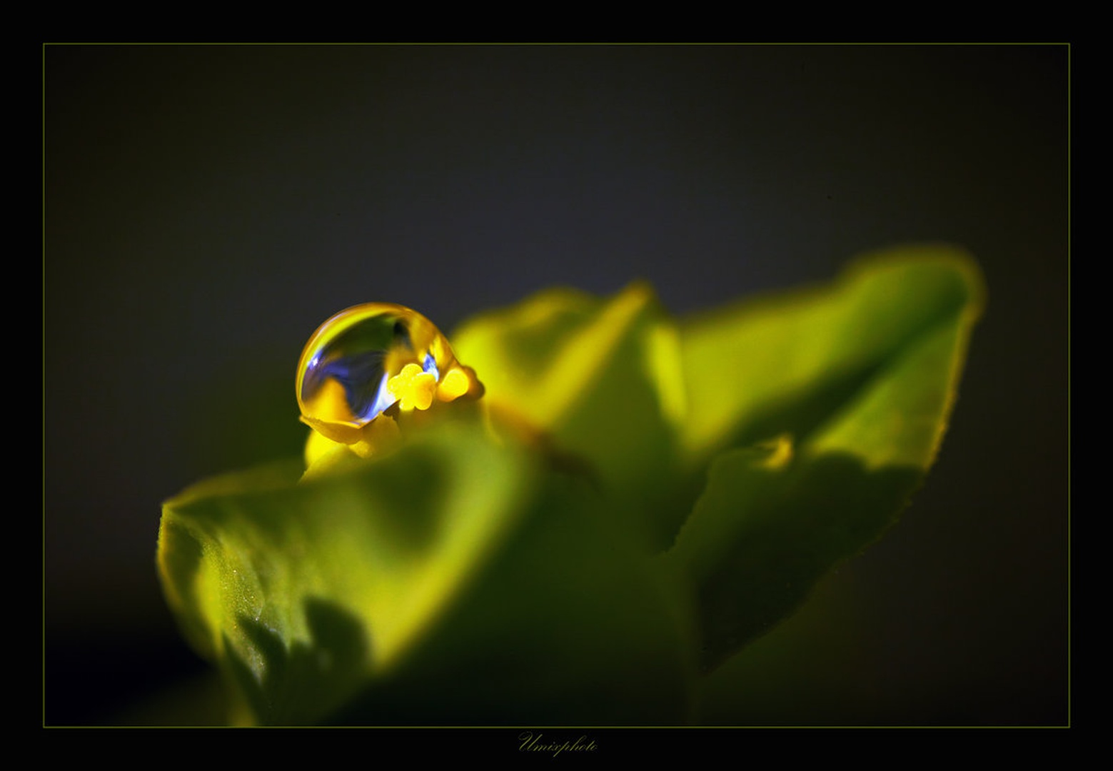 Dropp In Green by umix
